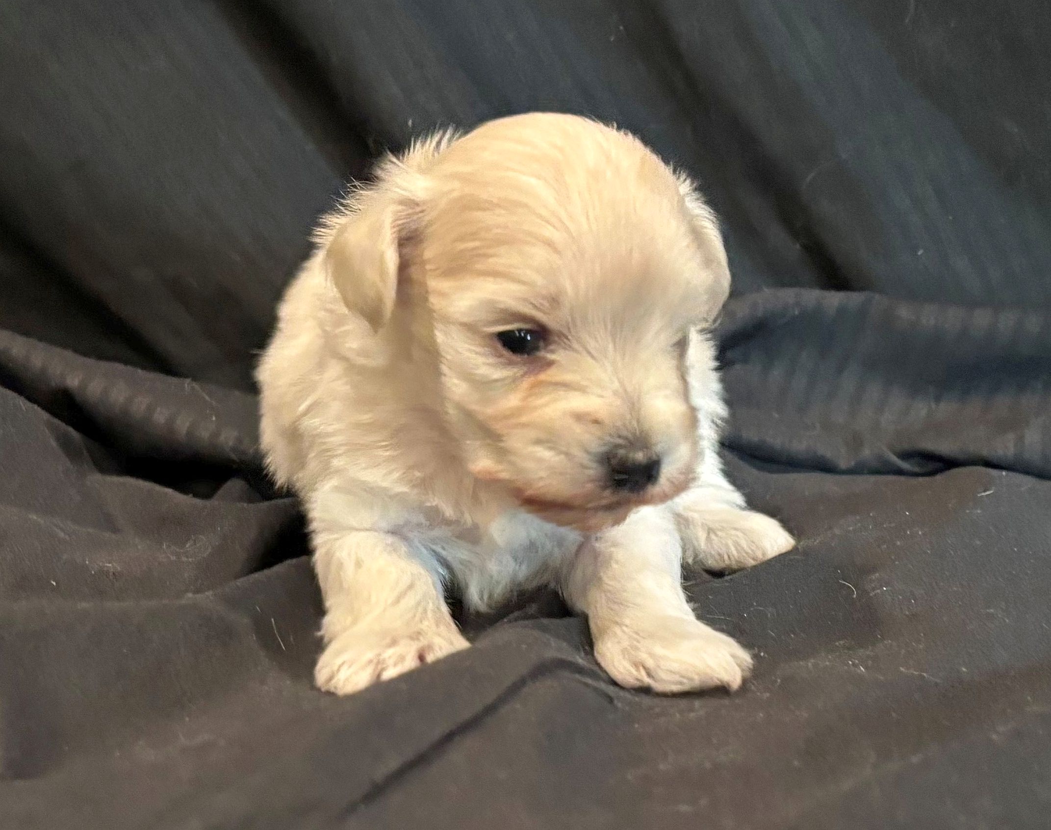 2025 Litter White