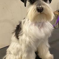 Miniature Schnauzers Make the Best Pets!