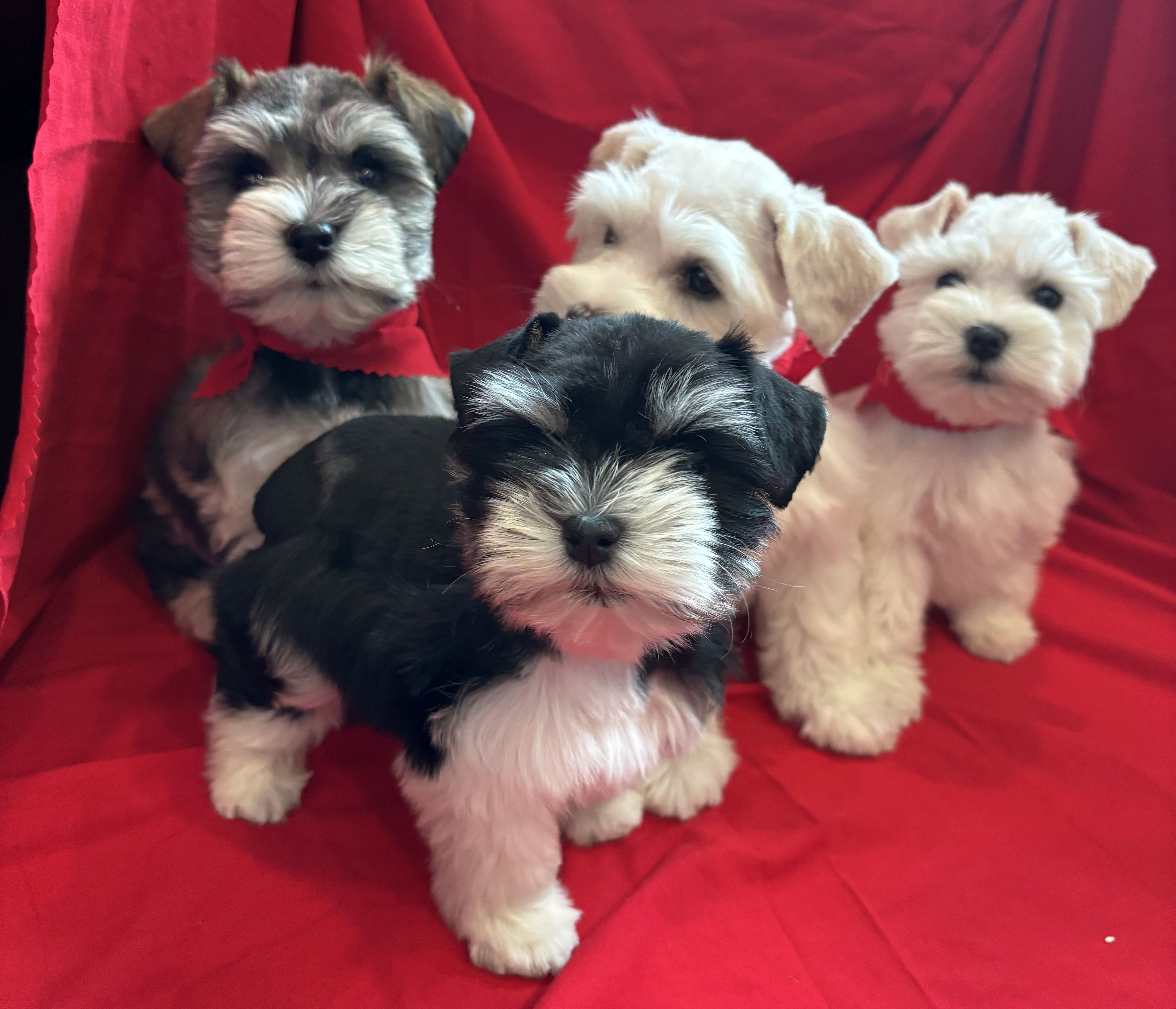 Christmas Litter Christmas Litter